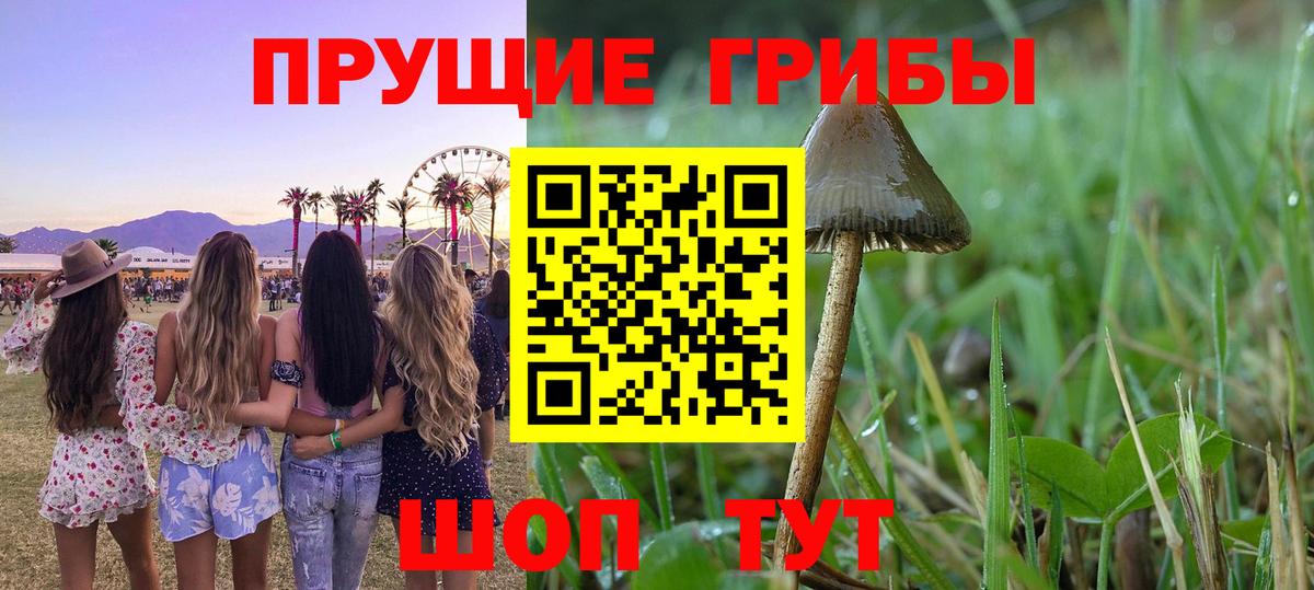 Псилоцибиновые грибы Psilocybe Котлас